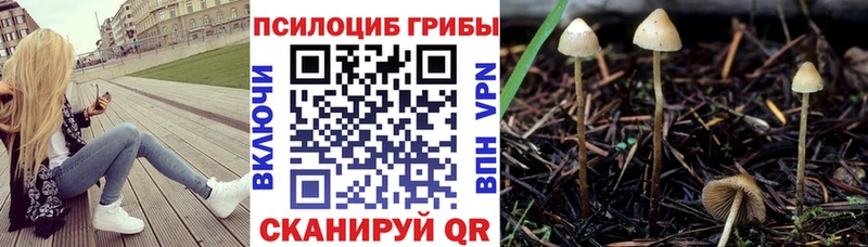 Галлюциногенные грибы Psilocybine cubensis  Богородицк 